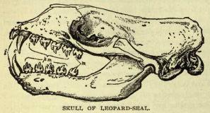 Leopardsealskull.jpg