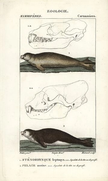 leopard-seal-hydrurga-leptonyx-mediterranean-14215003.jpg.webp
