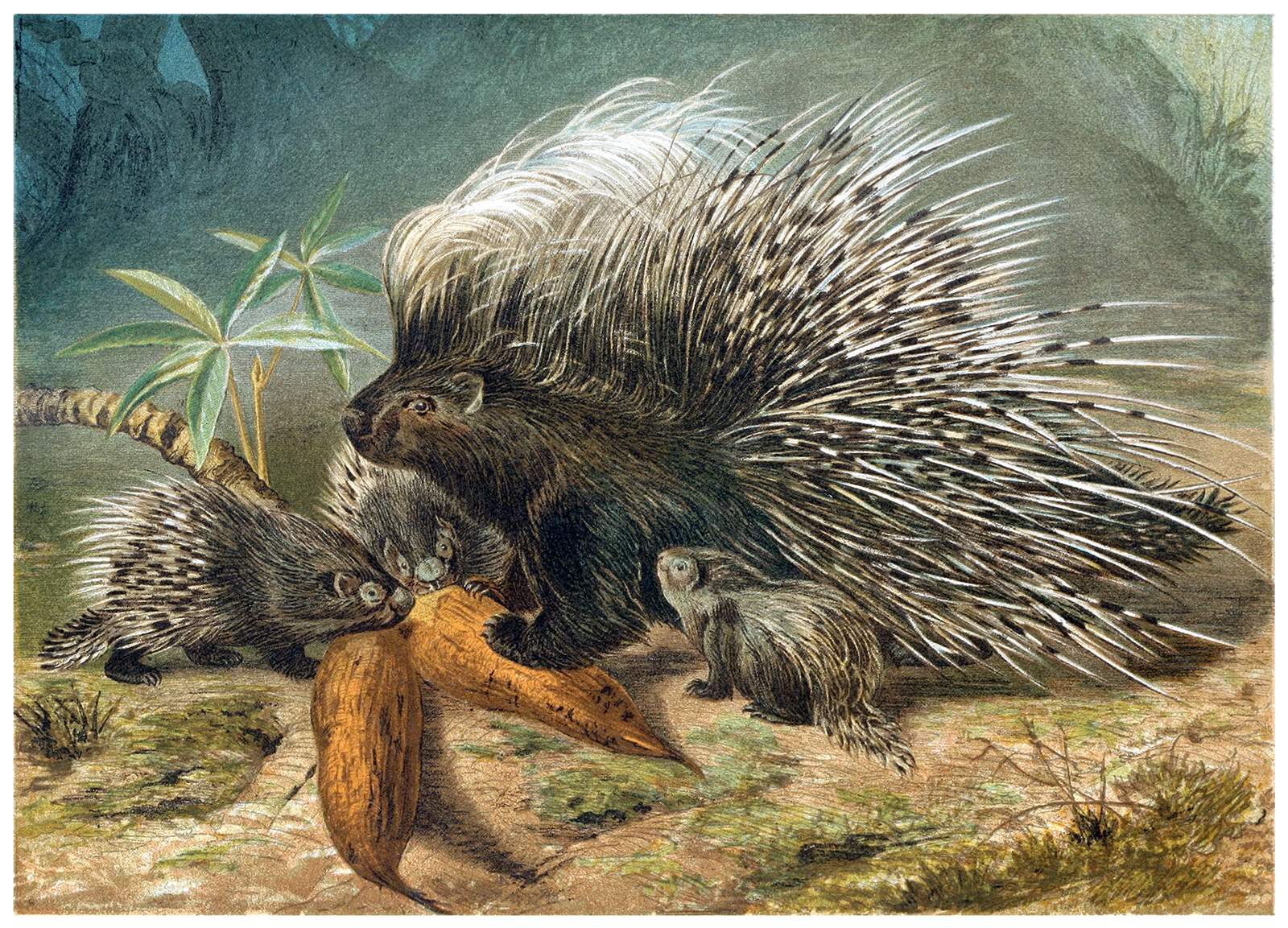 porcupine-1600.jpg
